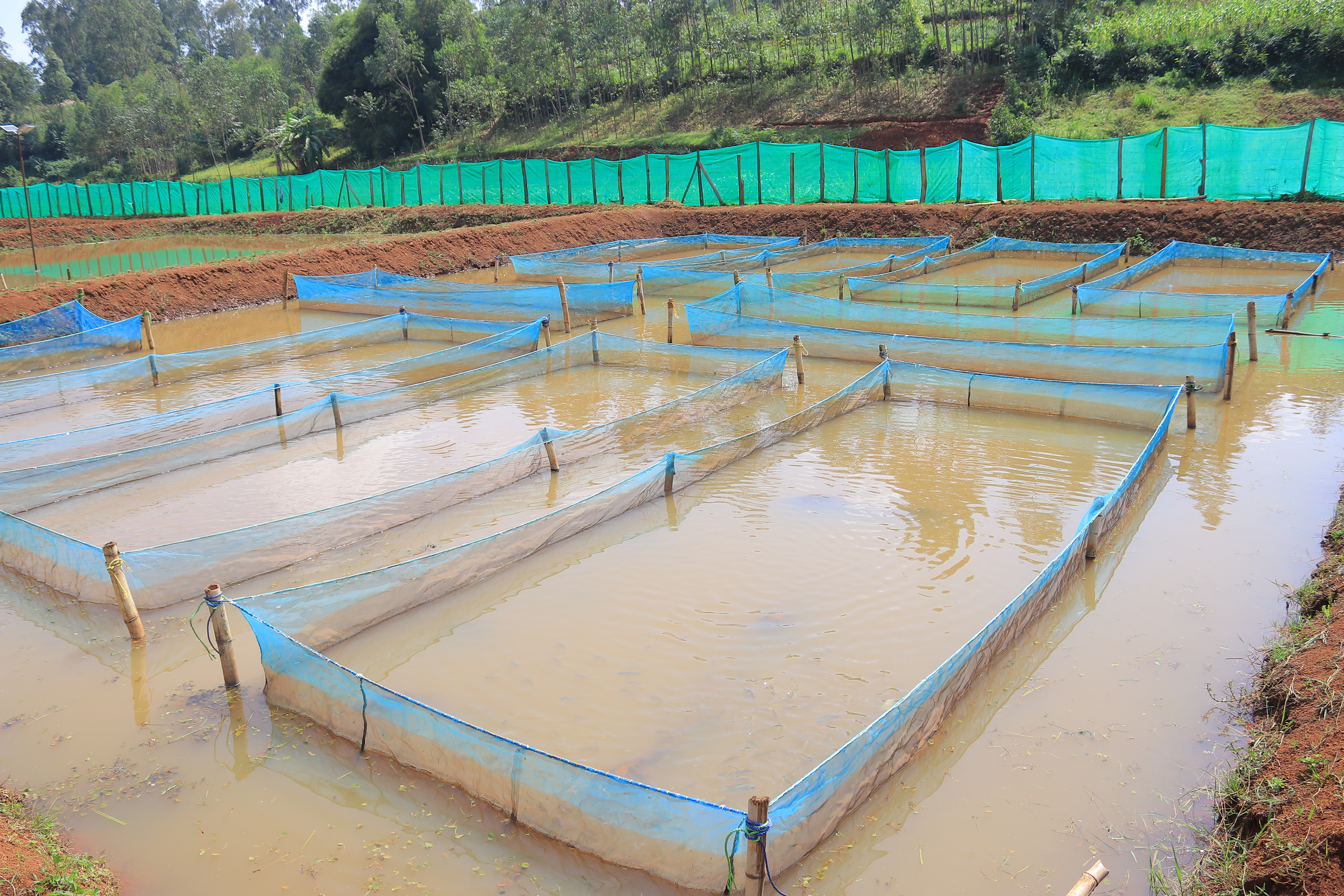 RAS Hatchery System