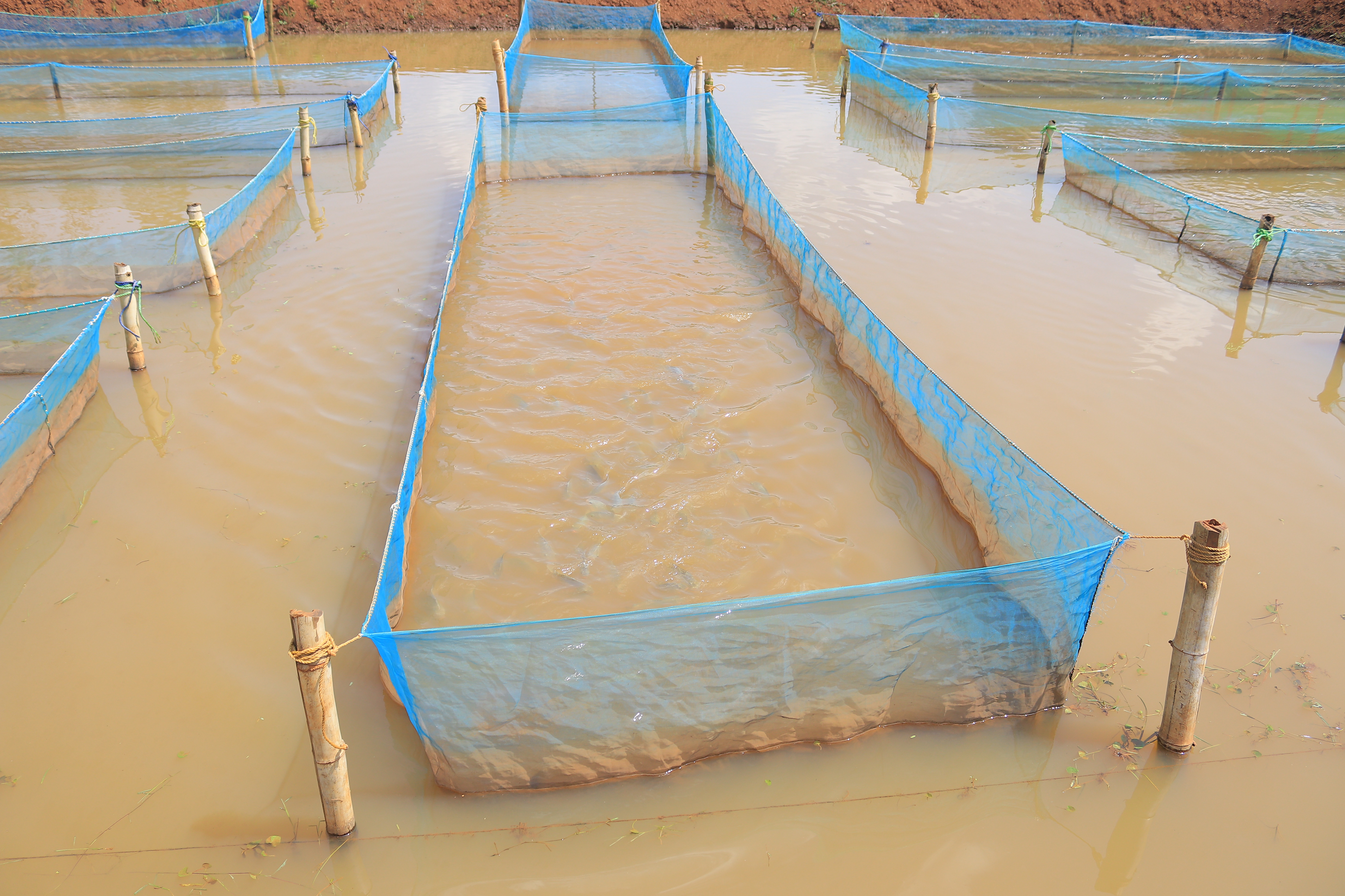 Pond Construction