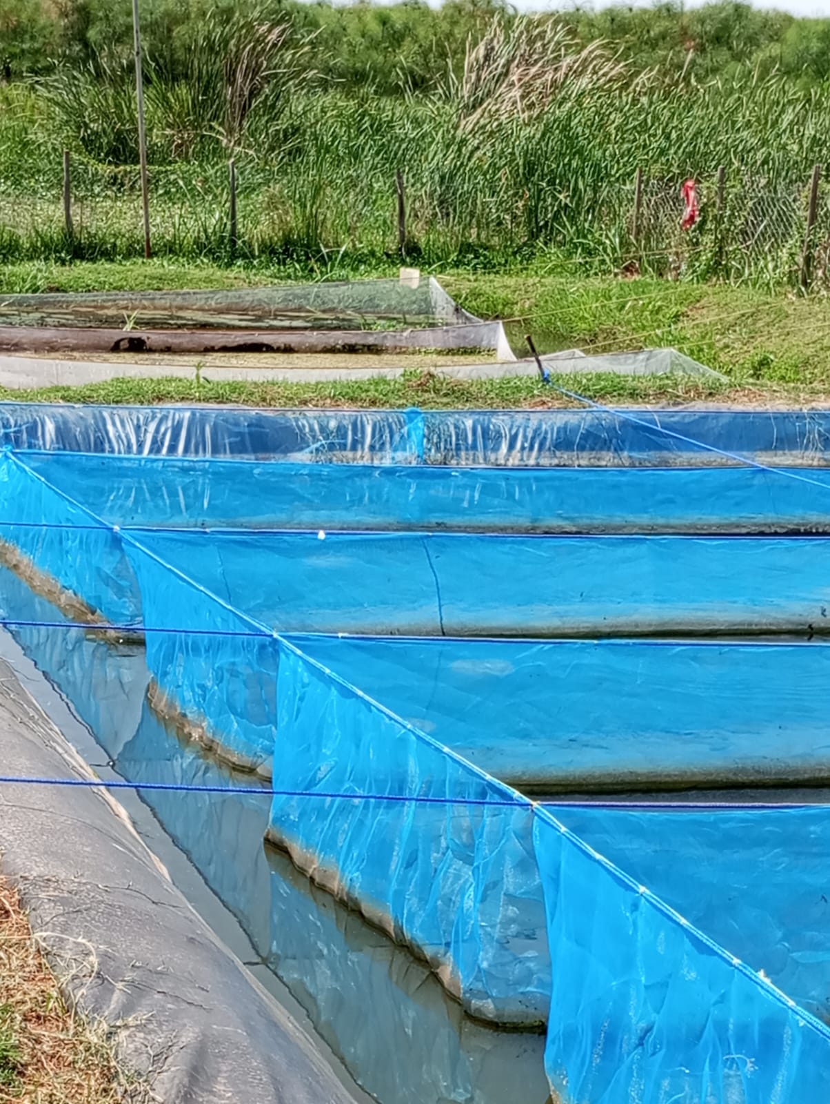 Fingerlings Production